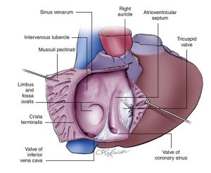 Hình 2-9 Giải phẫu của nhĩ phải. Mặt trước của nhĩ phải được nhìn thấy từ phía phải. Góc nhìn về phía vách liên nhĩ.
