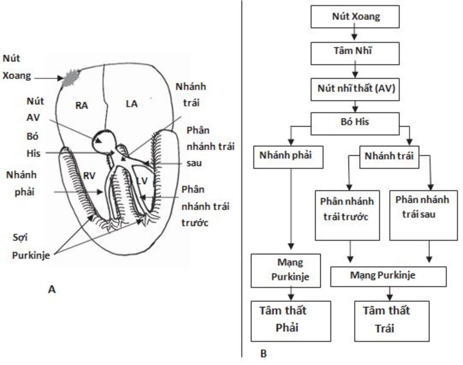 Hình 1.2: Nút xoang và hệ thống dẫn truyền trong thất của tim. (A) Sơ đồ mô tả nút xoang, tâm nhĩ, nút nhĩ thất (AV) và hệ thống dẫn truyền trong thất . (B)Sơ đồ mô tả sự dẫn truyền liên tục của xung động tim từ nút xoang đến tâm thất. AV: nhĩ thất; BB: nhánh; LA: nhĩ trái; LV: thất trái; RA: nhĩ phải; RV: thất phải.