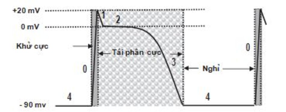 Hình 1.4: Điện thế hoạt động của tế bào cơ tâm thất. Điện thế hoạt động của tế bào cơ tâm thất được mô tả. Pha 4 tương ứng với điện thế nghỉ, khoảng 90 mV. Khi tế bào bị khử cực, điện thế thay đổi đột ngột từ 90 mV đến 20 mV và nó được biểu hiện bằng đường đi lên nhanh hoặc pha 0. Pha 1 giảm trở về 0 mV. Pha 2 tương ứng với pha cao nguyên và được duy trì ở 0 mV trong một khoảng thời gian nhất định. Pha 3 nhanh chóng quay về điện thế nghỉ cơ sở 90 mV.