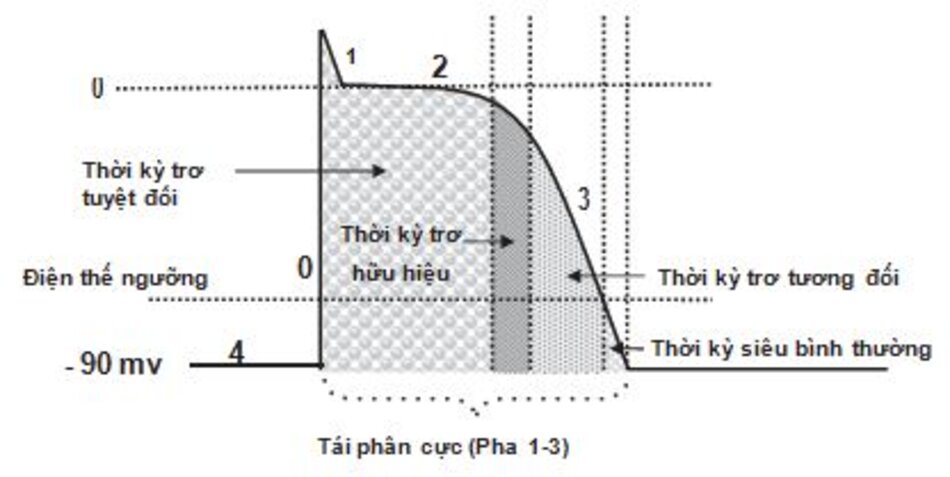 Hình 1.6: Tái phân cực và thời kỳ trơ. Tái phân cực bao gồm pha 1 đến pha 3 của điện thế hoạt động. Thời kỳ trơ tuyệt đối bao gồm pha 1 và pha 2 trong đó tế bào không thể bị kích thích bởi bất kỳ xung độn nào. Thời kỳ trơ hữu hiệu bao gồm một phần nhỏ của pha 3 trong đó một kích thích có thể gây ra một phản ứng cục bộ nhưng không đủ mạnh để lan truyền đi. Thời kỳ trơ tương đối là phần của pha 3 kéo dài đến ngưỡng điện thế. Tế bào sẽ đáp ứng với kích thích mạnh hơn bình thường. Thời kỳ siêu bình thường bắt đầu ngay dưới ngưỡngđiện thế nơi mà tế bào có thể đáp ứng với những kích thích yếu hơn bình thường.