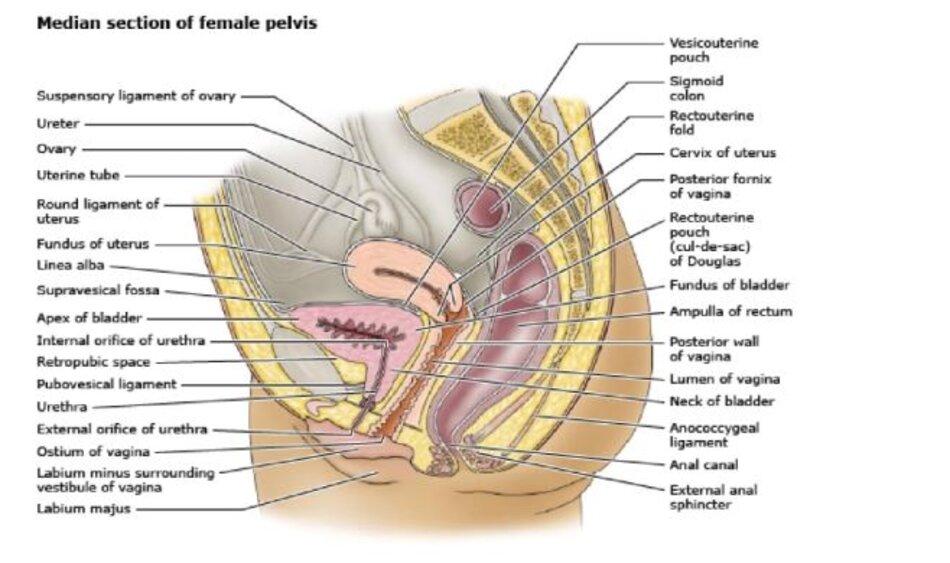 Cross section of female pelvis