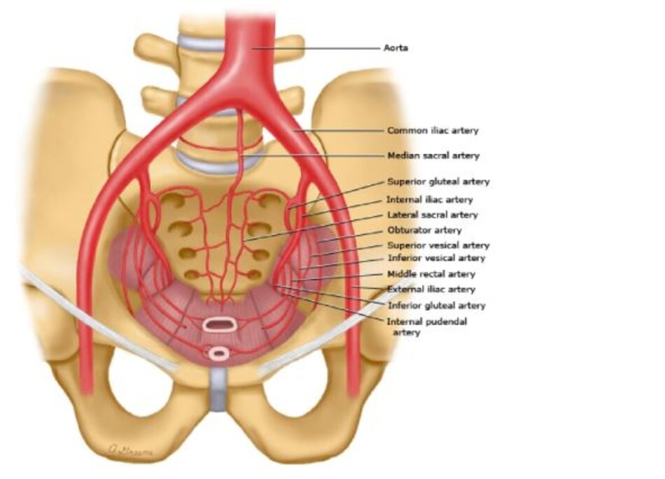 Blood supply of the pelvis 