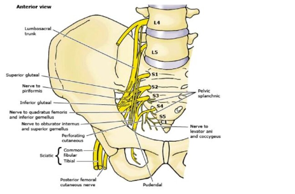 Somatic nerves of the pelvis